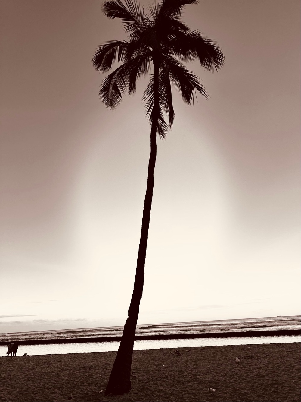 Hand Crafted Sepia and Black Palm Tree print photography Waikiki beach